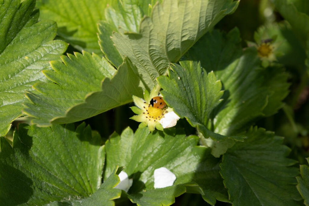 Une coccinelle sépanouit sur une fleur de fraise de pleine terre à Gueschart dans le Ponthieu, sur l'exploitation de Louis Lansmant 